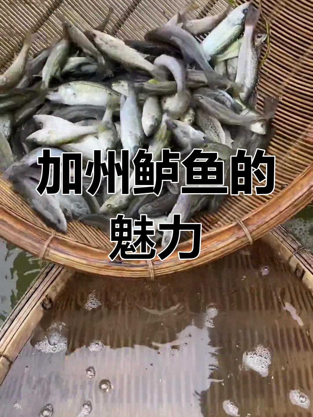 加州鲈鱼,肉质鲜美,营养丰富,养殖简单,市场前景广阔