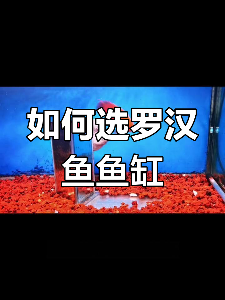 罗汉鱼饲养技巧:如何选择合适的鱼缸