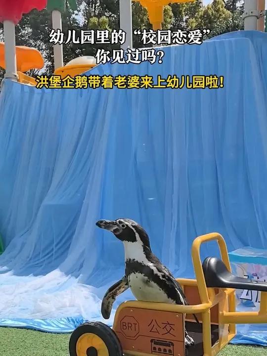 「幼儿园里的“校园恋爱”你见过吗?洪堡企鹅带着老婆来上幼儿园啦!」4月1日,洪堡企鹅“大个