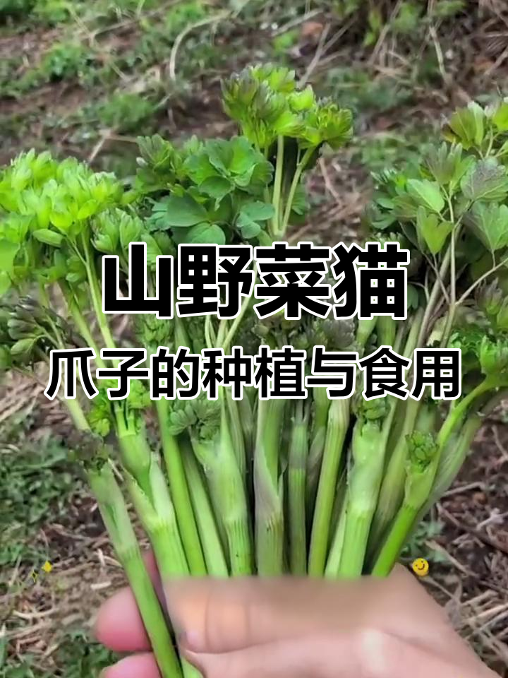猫爪子山野菜,种一次多年采收,炒拌火锅都好吃