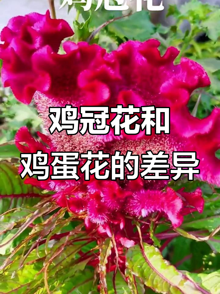 鸡冠花与鸡蛋花的区别,了解它们的药用功效