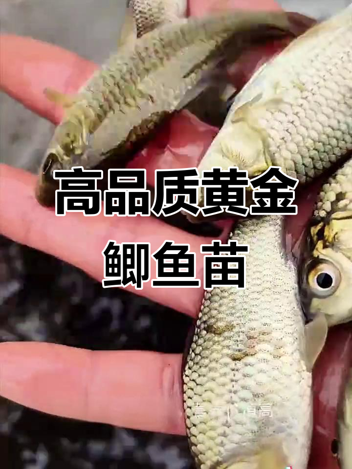 黄金鲫鱼:生长快、抗病强,肉质鲜美,养殖价值高