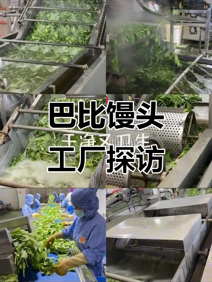 揭秘巴比馒头背后的工厂秘密,香菇菜包如何制作?