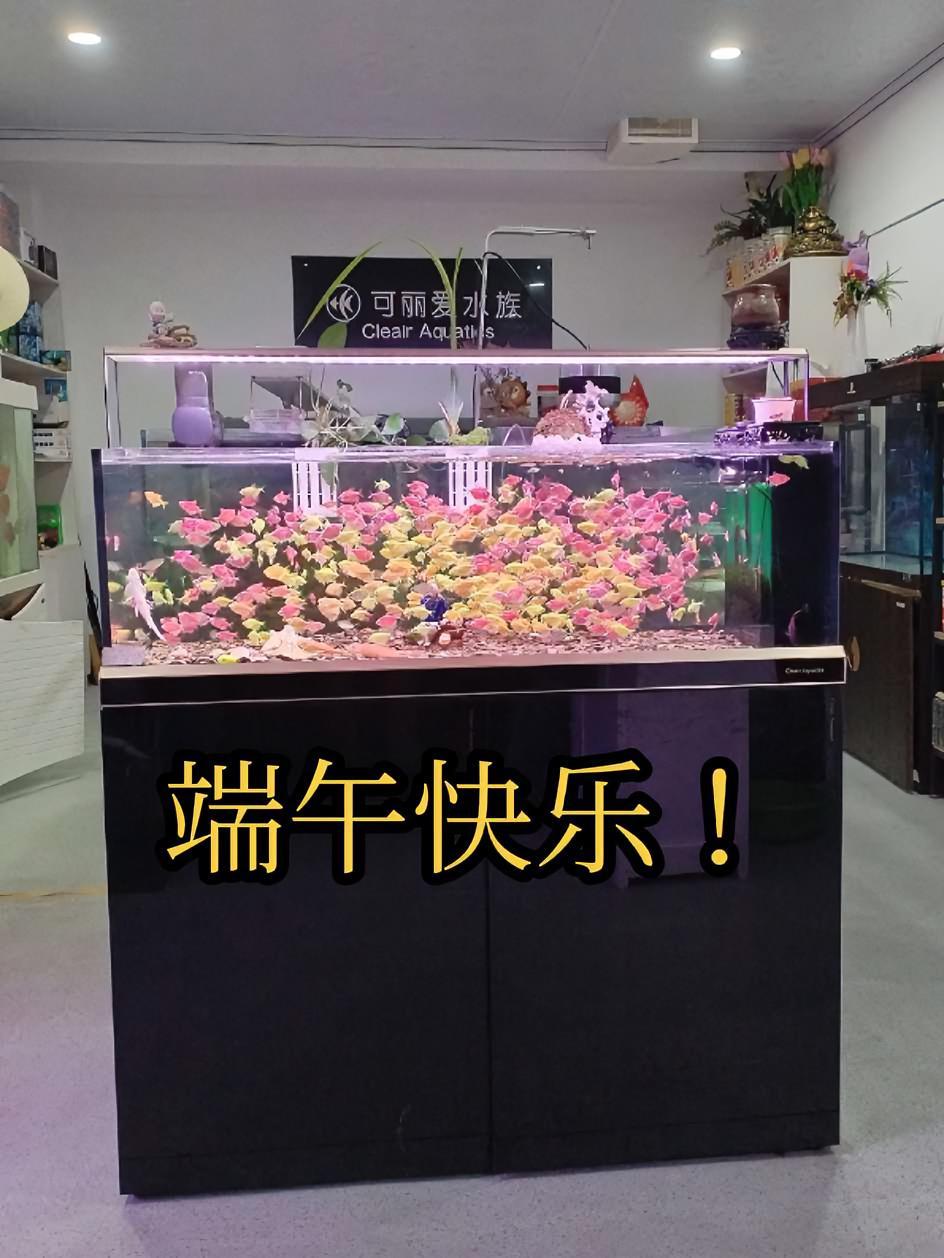 杨凌可丽爱鱼缸店面升级 端午快乐 观赏鱼世界 杨凌鱼闻天下