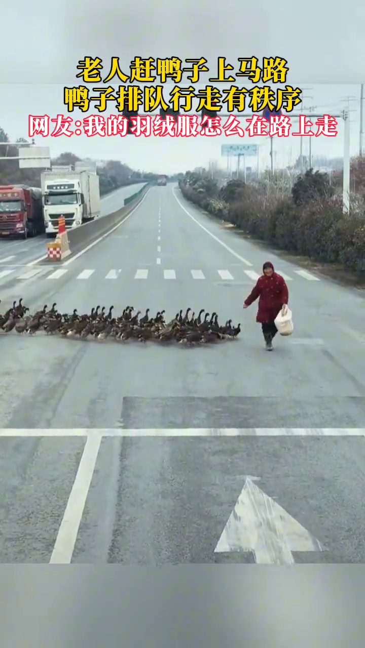 老人赶鸭子上马路，鸭子排队行走有秩序