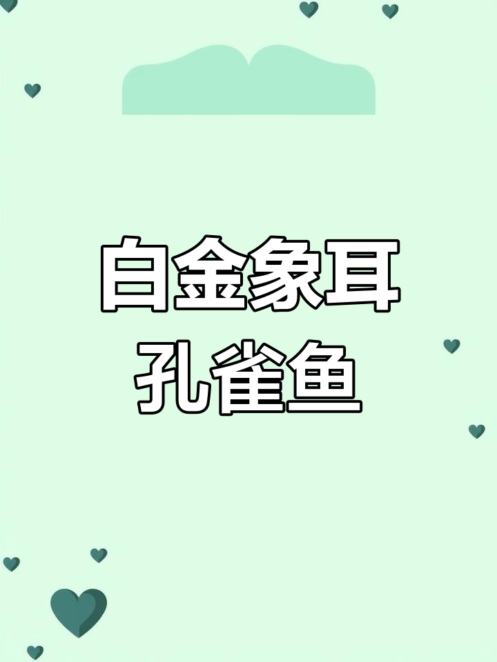 白金象耳孔雀鱼,重金属感十足,个性养鱼的必选之宠