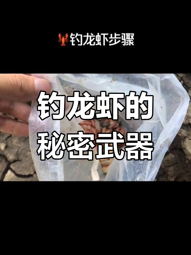 用鸡肠子钓龙虾,竟然这么有效!