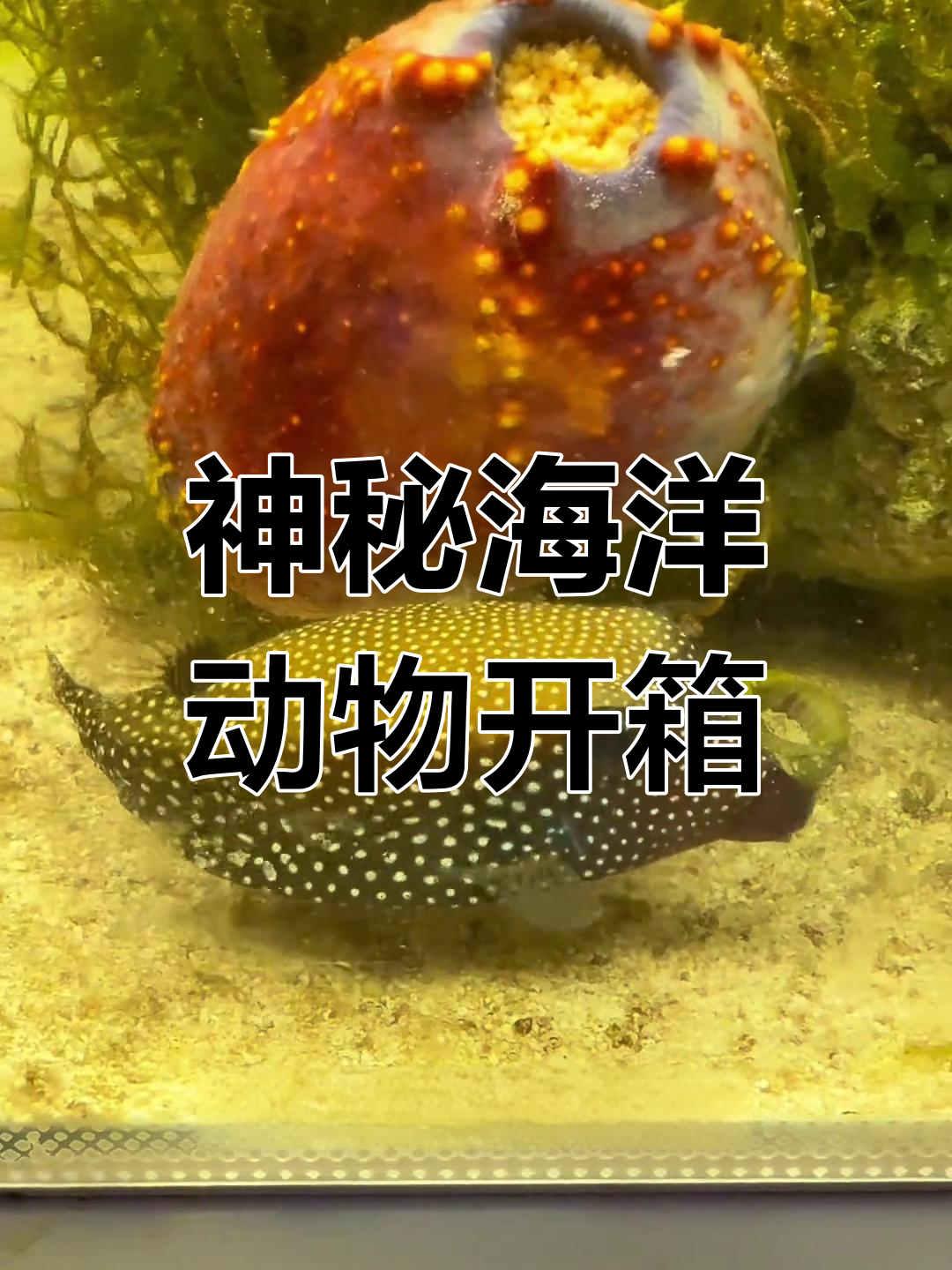 海洋生物盲盒大揭秘,剧毒木瓜鱼和圣诞惊喜来袭!