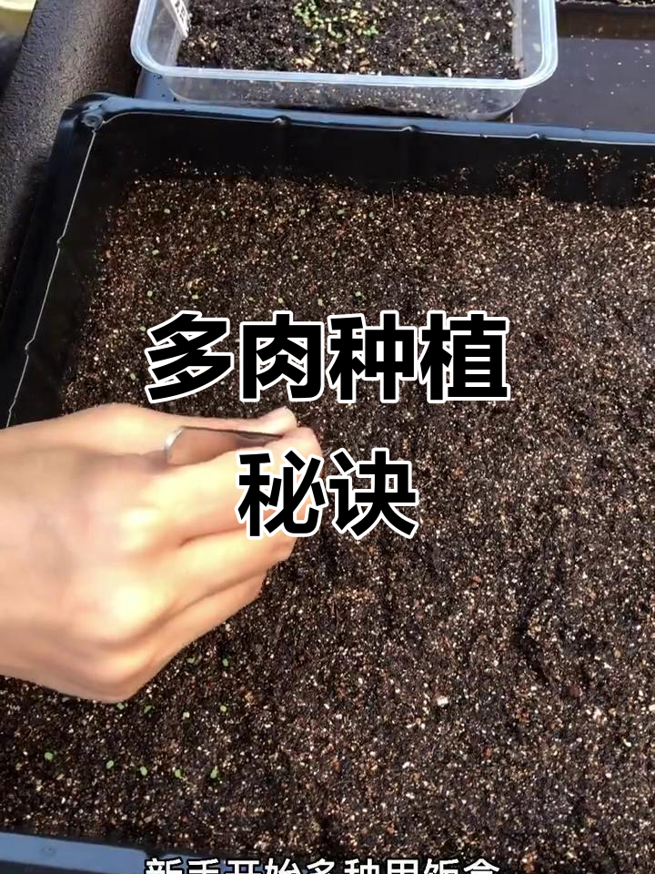 播种小技巧:多肉种子撒播与点播方法,轻松培育!