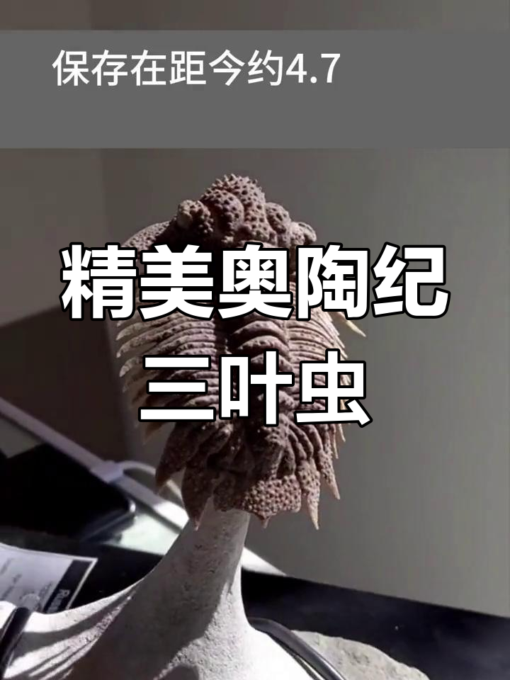 俄罗斯圣彼得堡奥陶纪三叶虫化石,完美保存细节