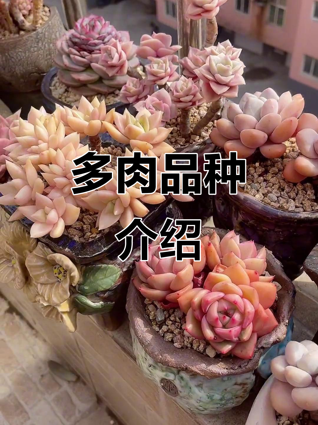 露养多肉品种大揭秘,梦露、洛神、劳尔全都有
