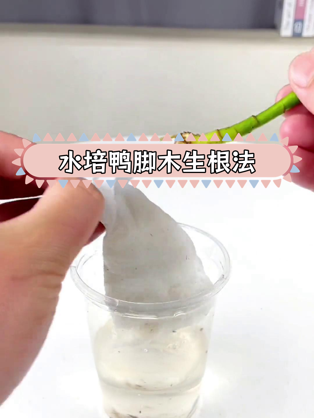 鸭脚木水培生根技巧,轻松扦插成活