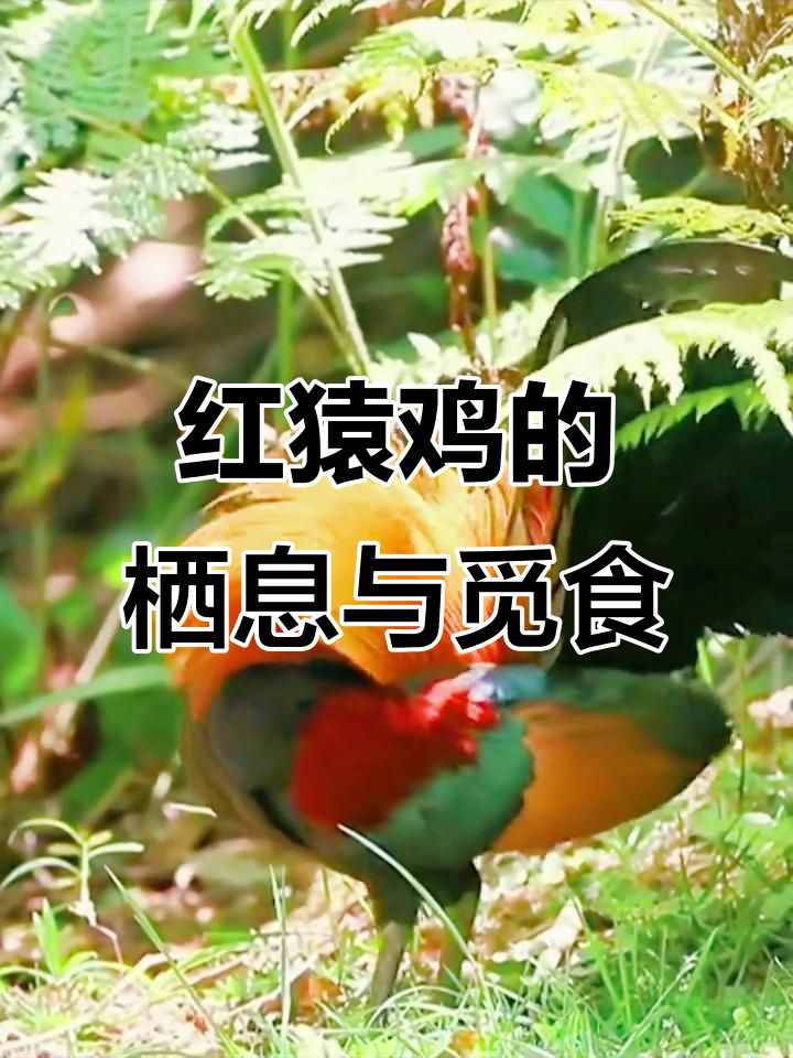 红原鸡:热带森林中的茶花鸡,胆小却机敏
