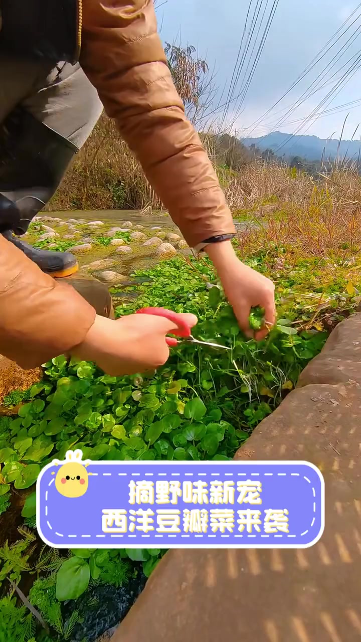 摘野味新宠,西洋豆瓣菜来袭