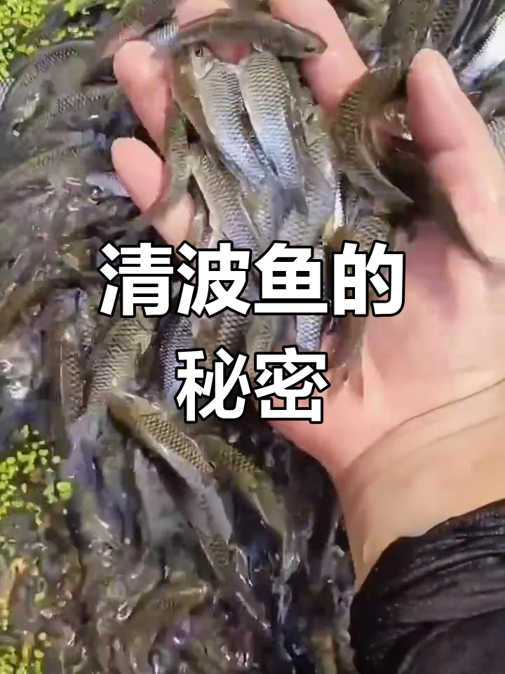 长江珍品清波鱼,草食性大型鱼类揭秘