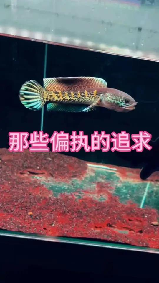 雷龙的偏执的追求 短身 巴蛇 压帆纹 黄金眼镜蛇雷龙 巴卡雷龙 雷龙鱼 养鱼日记 雷龙鱼苗
