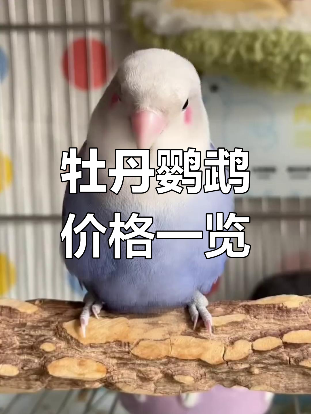 常见牡丹鹦鹉种类价格大揭秘,哪种最适合你?