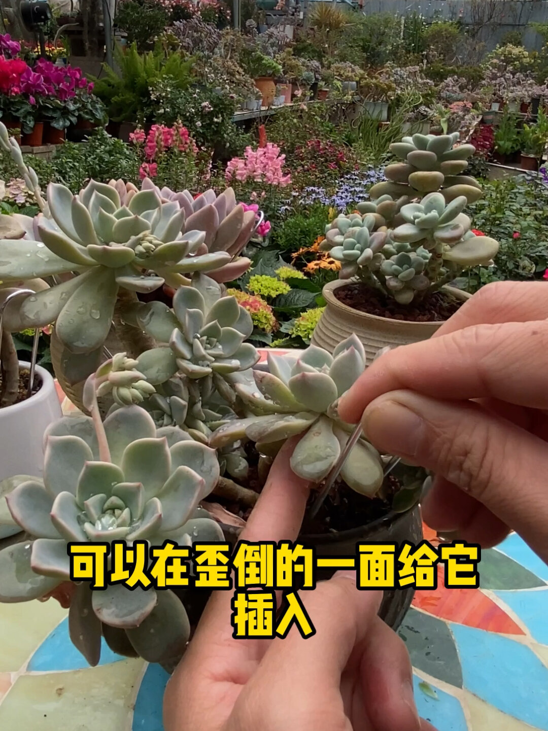 多肉固定,你学会了吗?