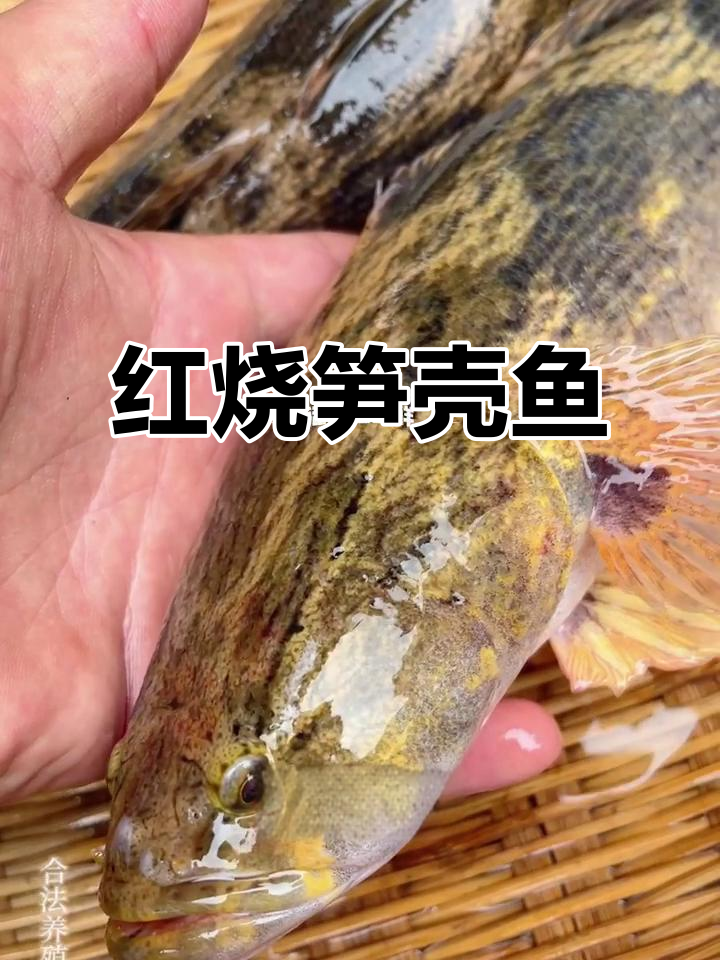 笋壳鱼红烧做法，鱼肉鲜嫩无刺，汤汁拌饭更美味