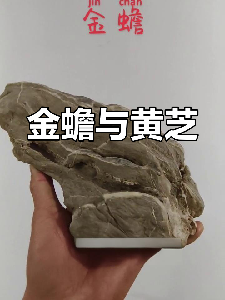 山中金蟾难寻,石旁黄芝可嚼