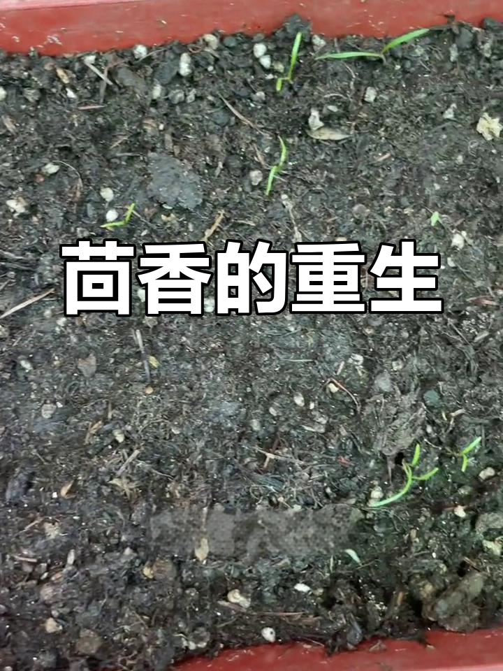 小茴香发芽,误拔后悔!过几天包饺子弥补吧