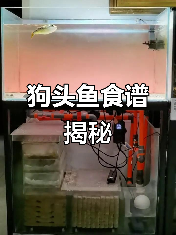 红圆点狗头鱼吃什么?河虾、螺和鱼的完美搭配