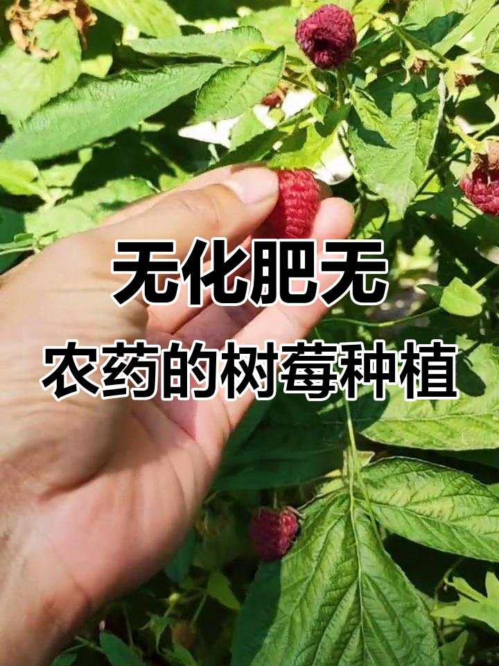 树莓种植技巧:如何实现8000元收入,两季高产秘诀揭秘