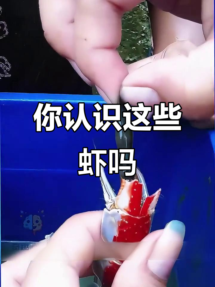 19种不同品种的虾,你能吃几种?