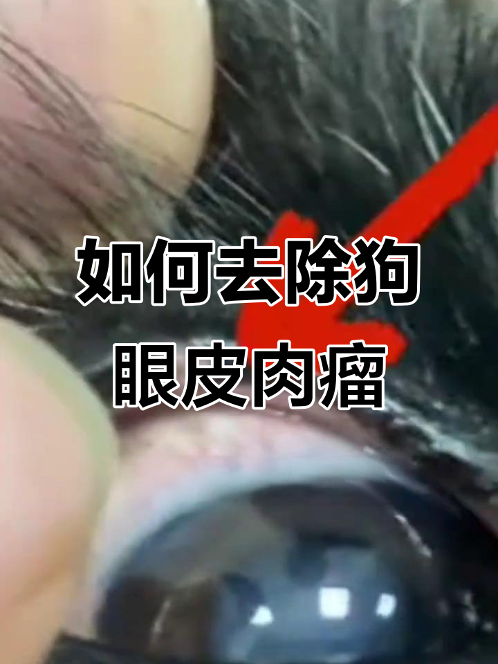 狗狗眼睑肉瘤如何处理？简单步骤教你搞定