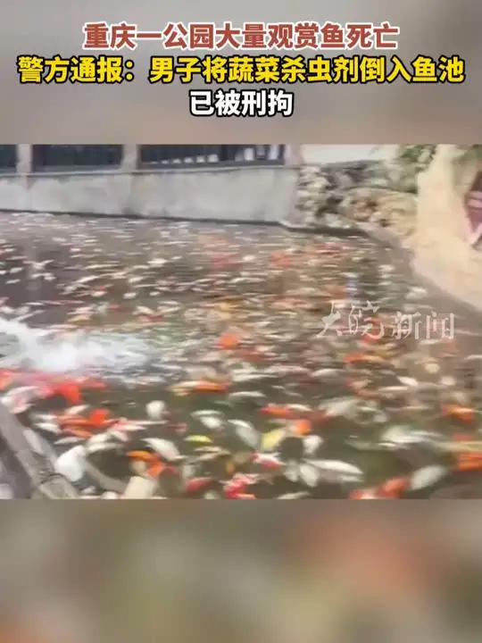 重庆一公园大量观赏鱼死亡 警方通报:男子将蔬菜杀虫剂倒入鱼池 已被刑拘