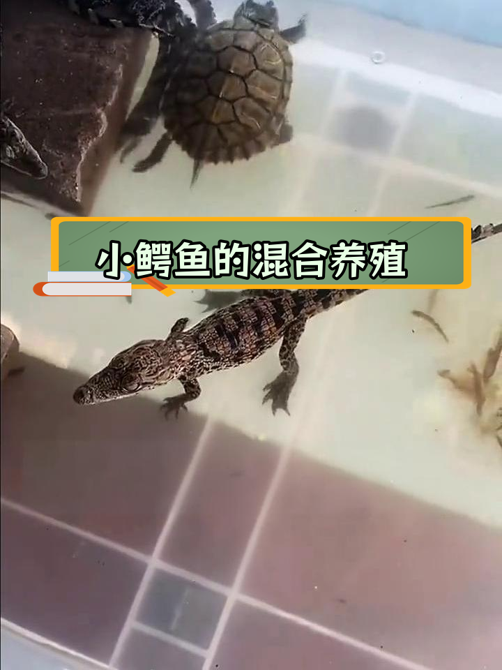 小鳄鱼能混养吗?冬季饲养技巧