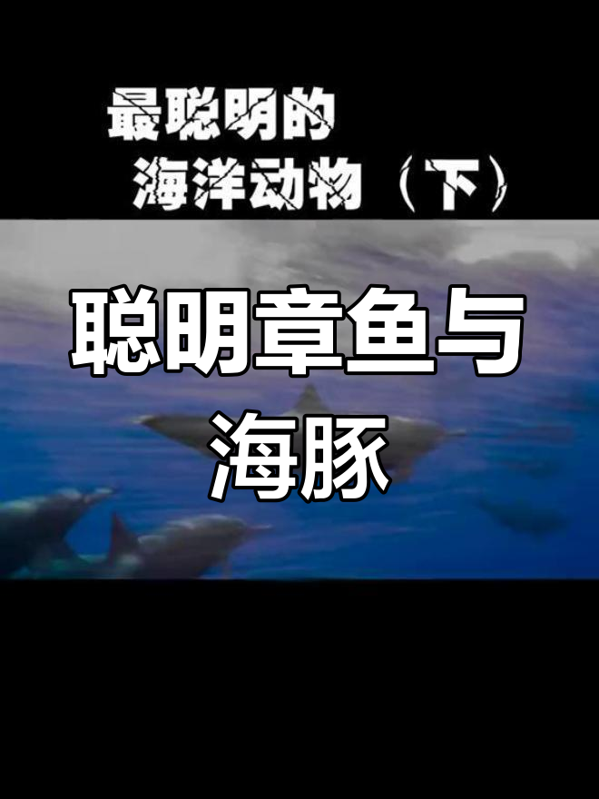 章鱼海豚智商大比拼,海洋动物中的“最强大脑”