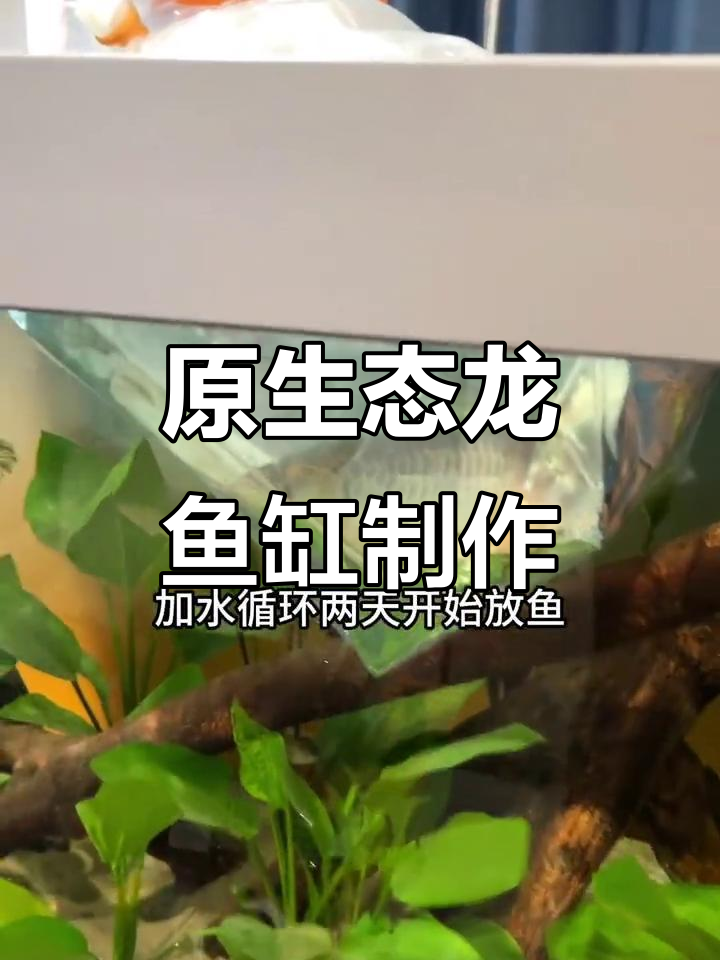 冰箱里的龙鱼，原生态缸造景全攻略