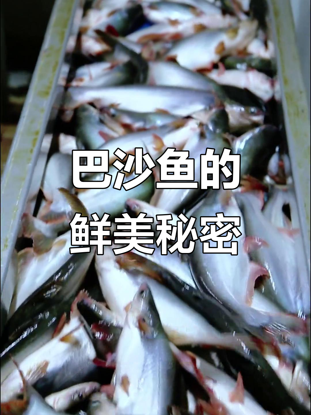 海南巴沙鱼,天然养殖,新鲜捕捞,口感绝佳!
