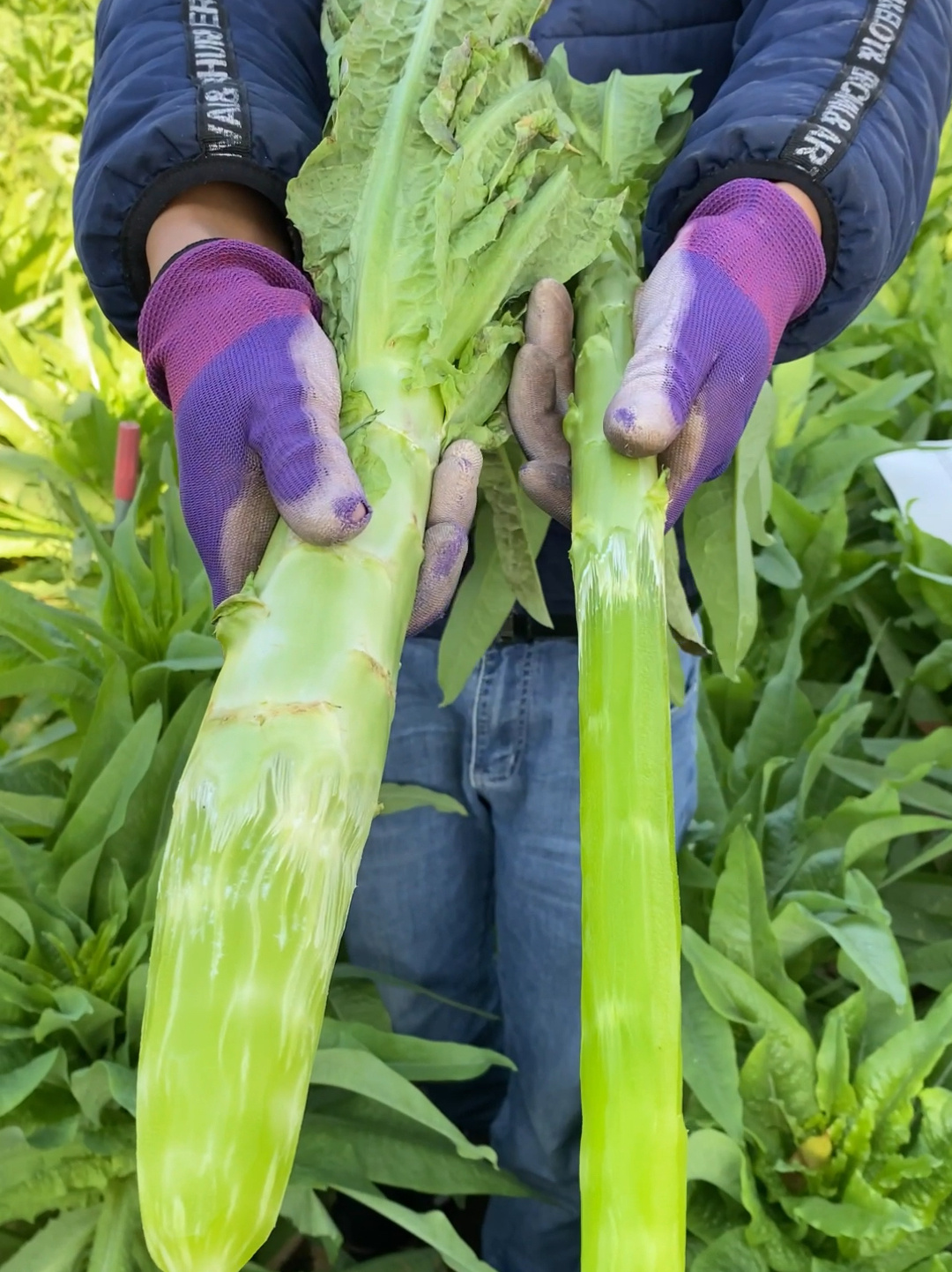 贡菜就是莴笋吗?