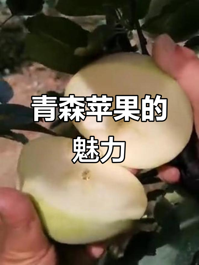 青森苹果,口感绝佳,贵有贵的道理!