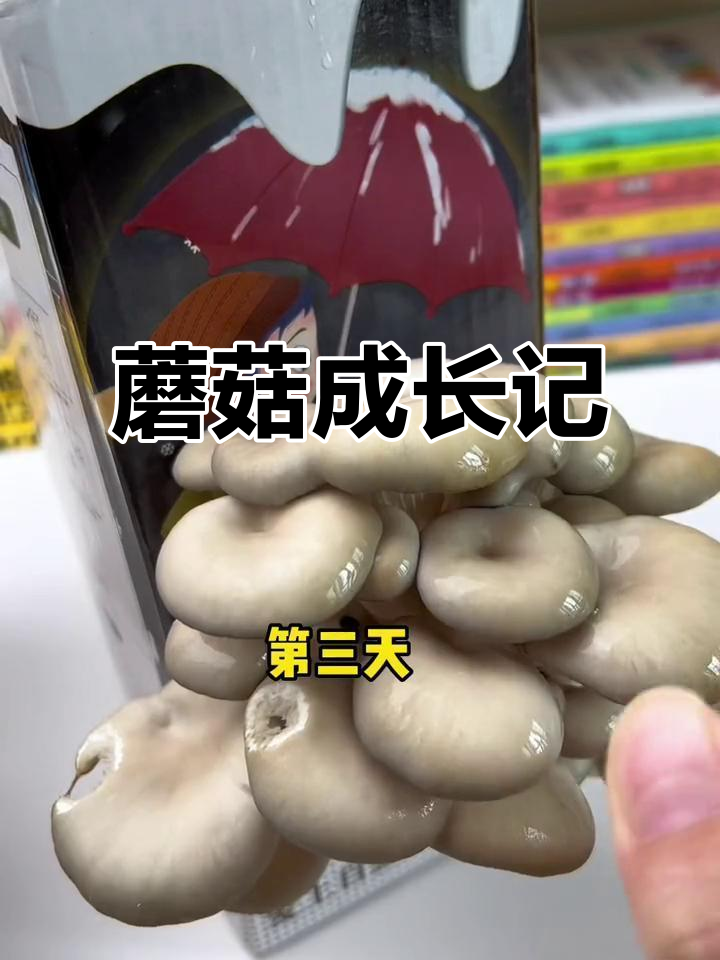 孩子亲眼见证蘑菇生长,作文都写得更带劲了!