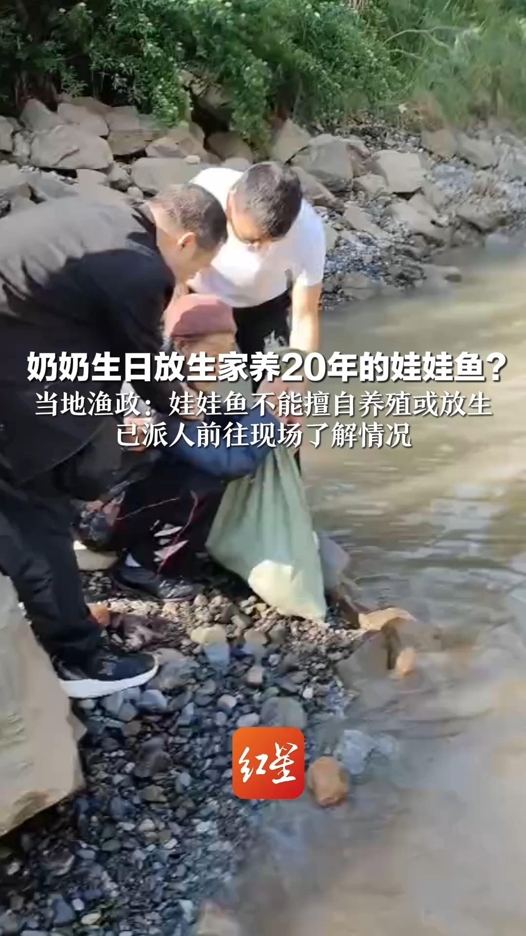 奶奶生日放生家养20年的娃娃鱼?当地渔政:娃娃鱼不能擅自养殖或放生 已派人前往现场了解情况