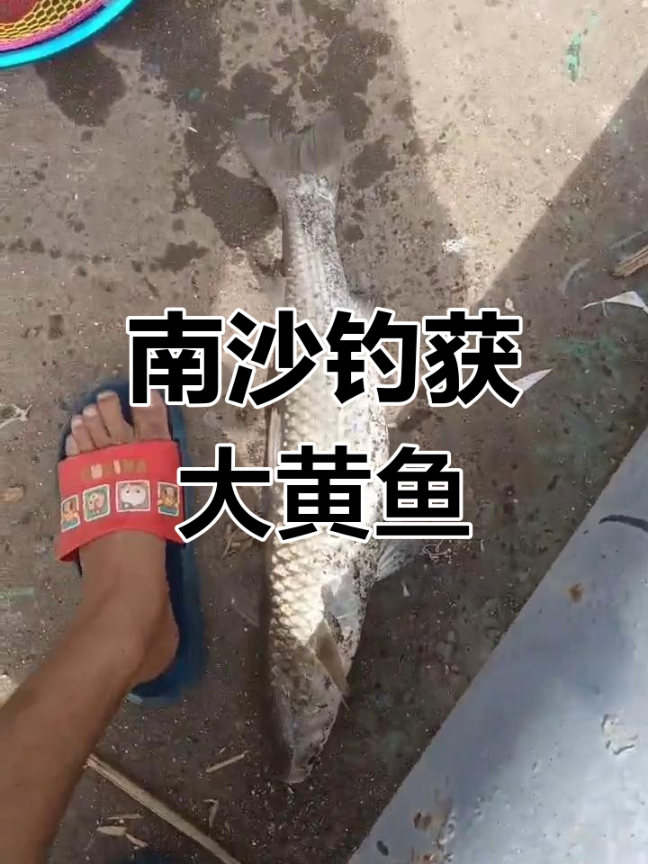 南沙钓鱼大丰收,黄油鲚横行霸道!