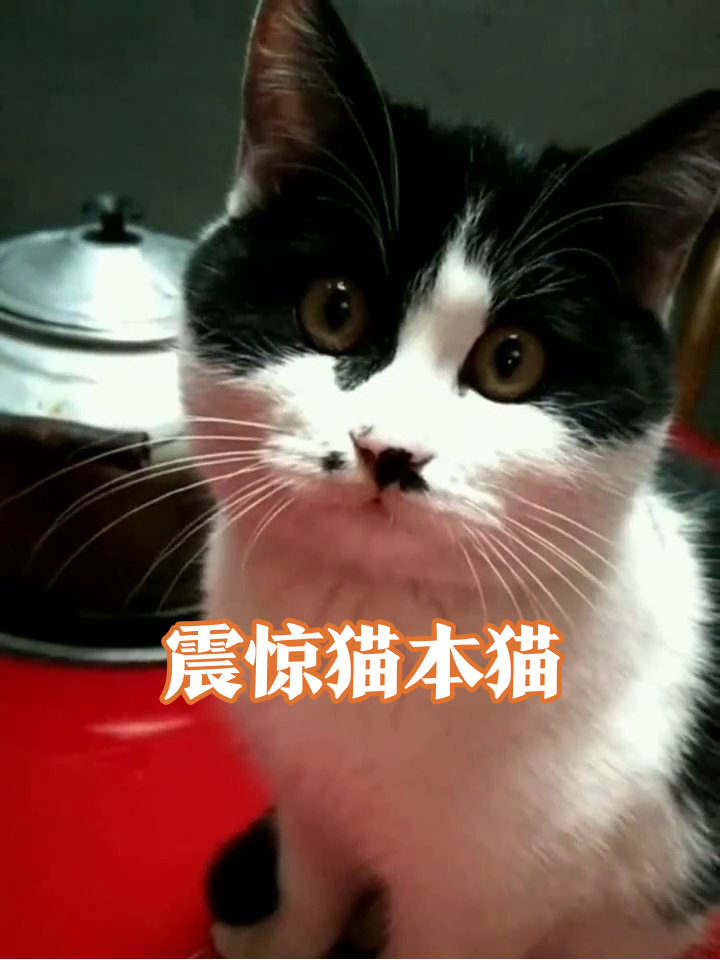 猫界表情包!瞳孔地震竟是因为小鱼干?