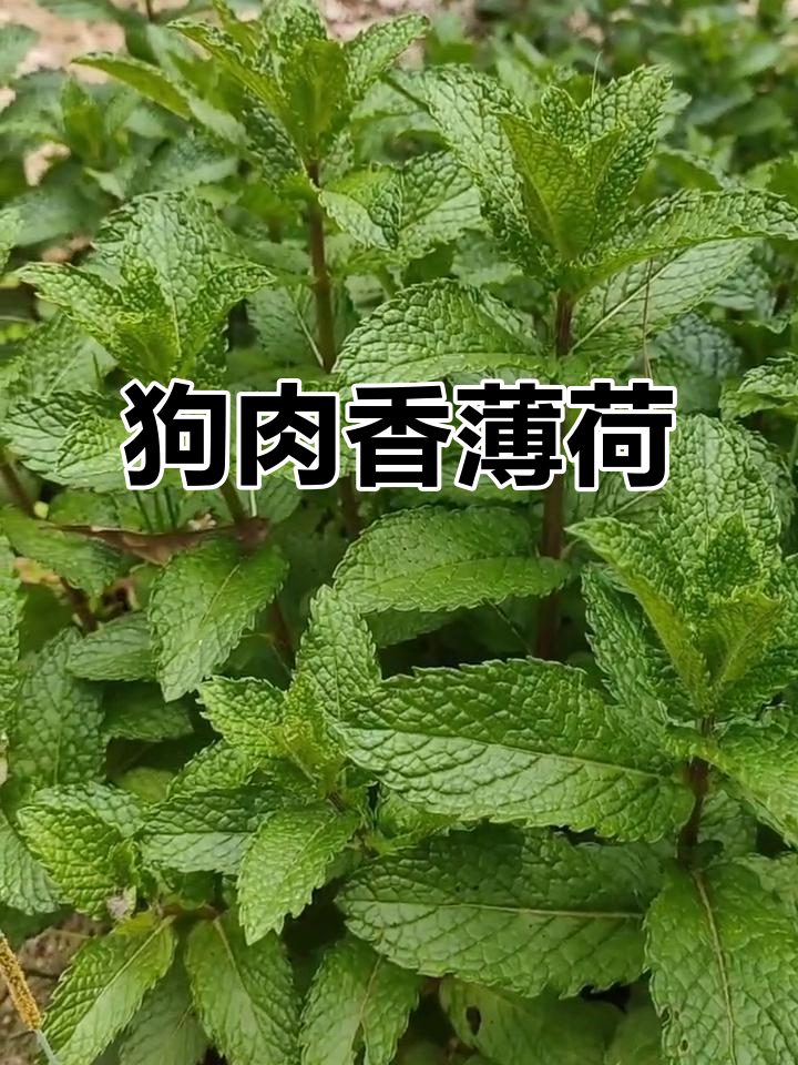 夏季清凉必备:狗肉香薄荷,解暑又泄火