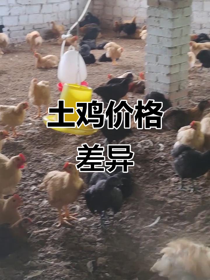 土鸡品种多样,乌鸡肉贵因苗价高