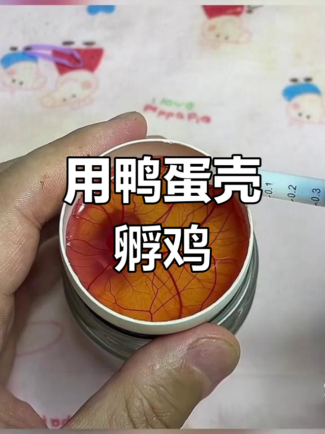 鹅蛋壳内孵化小鸡实验,第十天观察