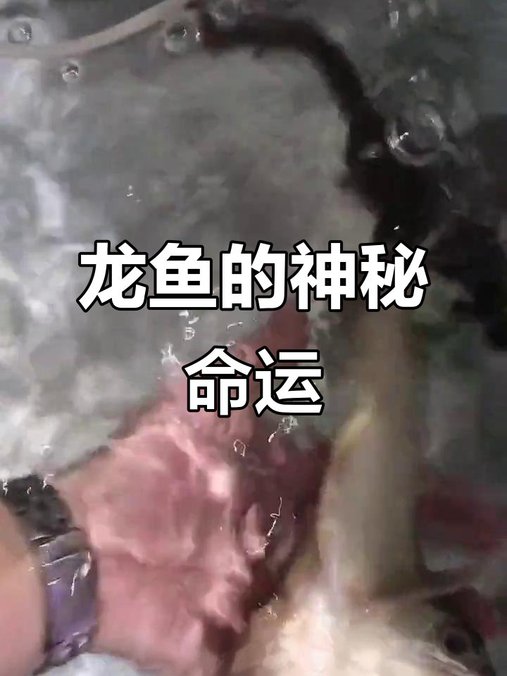 双头龙鱼被咬,怀孕成谜!
