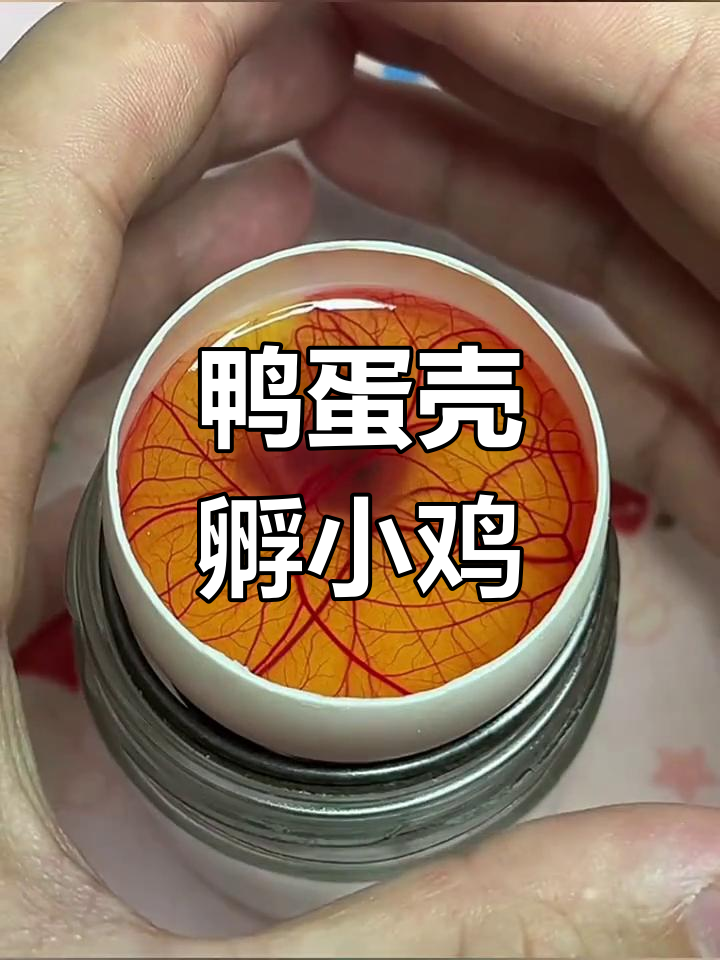 用鸭蛋壳孵化鸡蛋,9天观察记录
