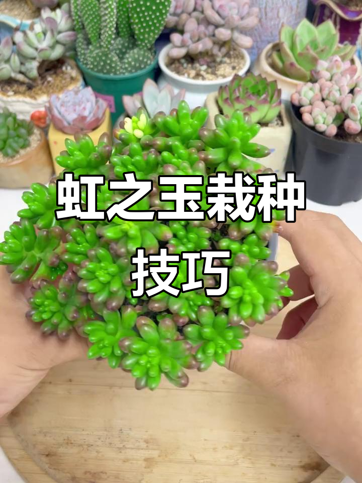 如何正确种植虹之玉多肉?从清理到上盆全攻略