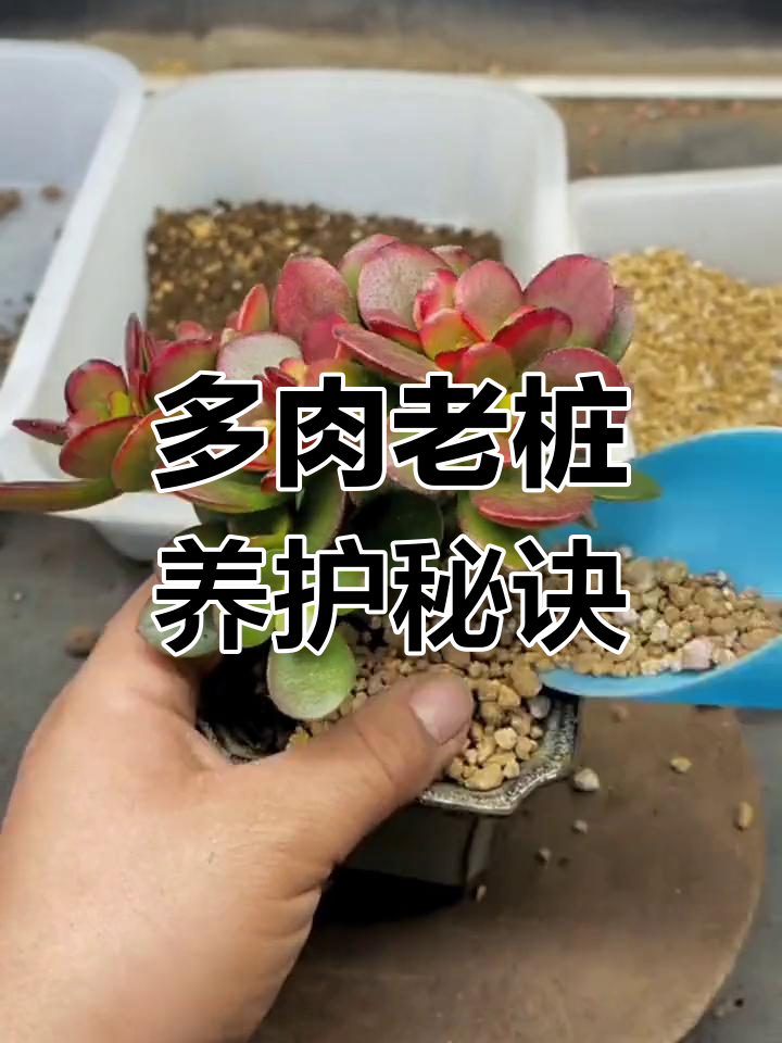 姬红花月养护全攻略:选盆、修根与光照技巧