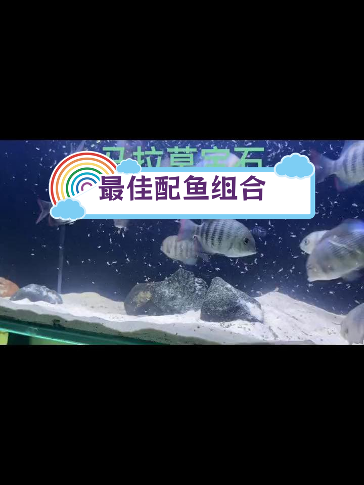 马拉莫宝石与萨伊蓝混养推荐