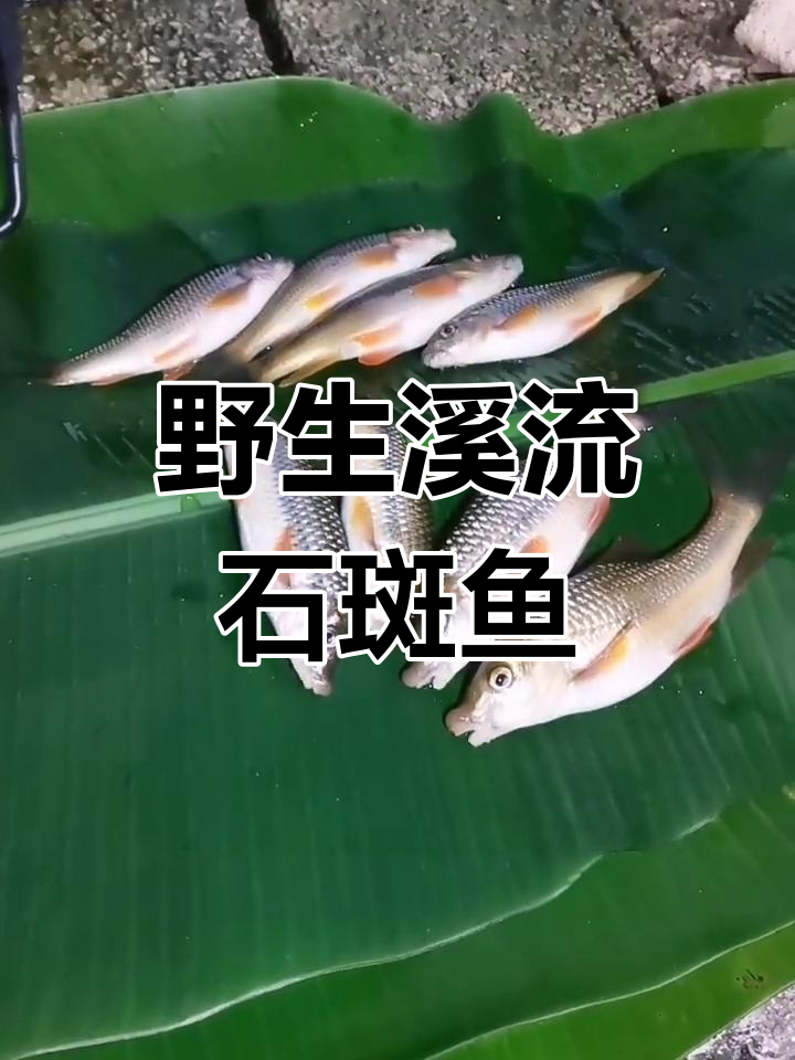 深山溪流石斑鱼,童年最香的味道
