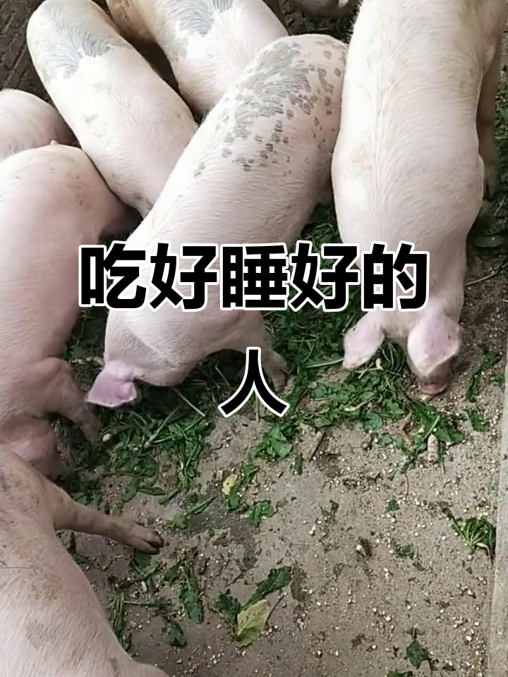 好吃懒做的人,如何享受生态猪肉的奢华生活